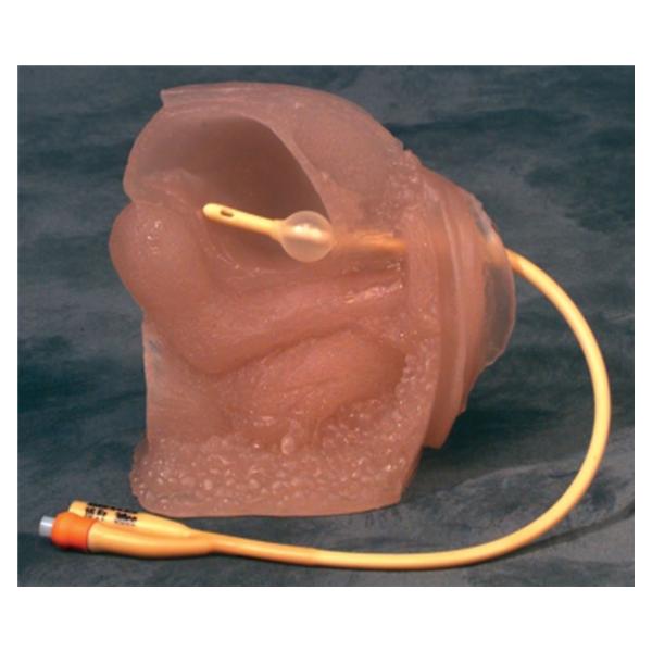 Urethra/Bladder Simulator Catheterization Female Adult Ea